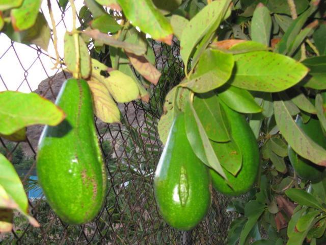 Finca El Moral プエルト・デ・モガン エクステリア 写真